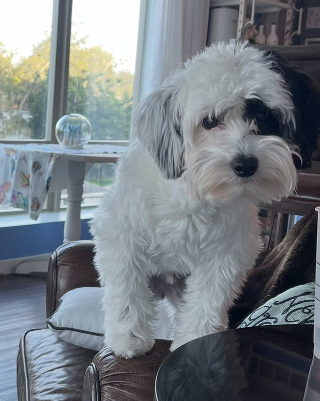 Andy Luka, Ivy Ginger Lorlae's dog