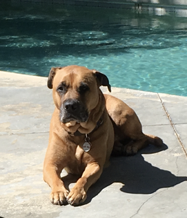 Chief Brody, Steve Newburg's dog
