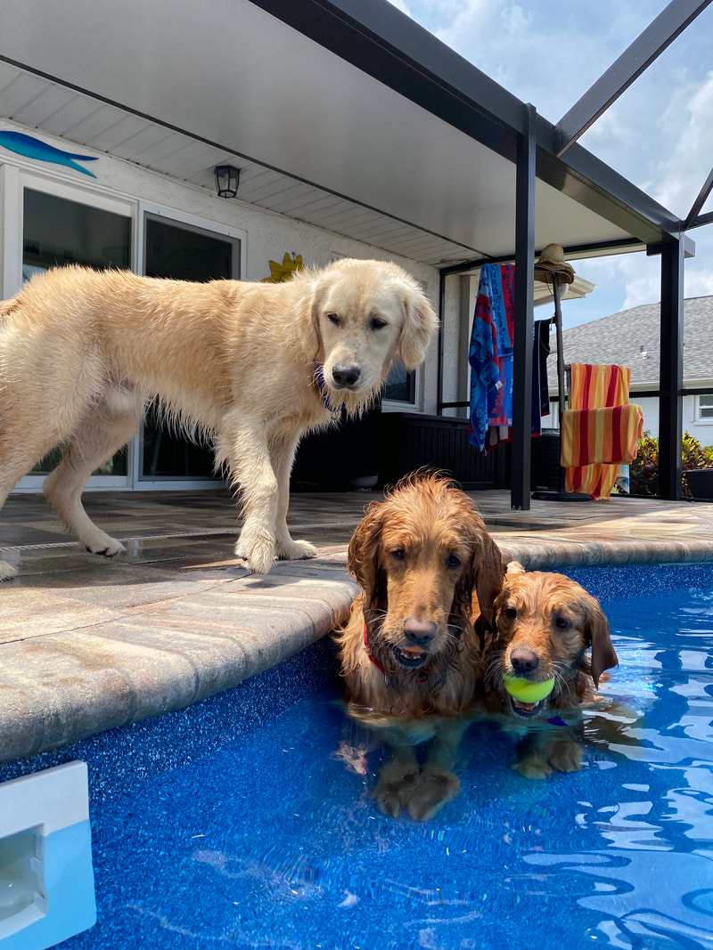 Ranger, Casey and Ellie, Dianne Blackwell's dogs