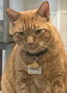 Theo, Doreen Cardillo's cat